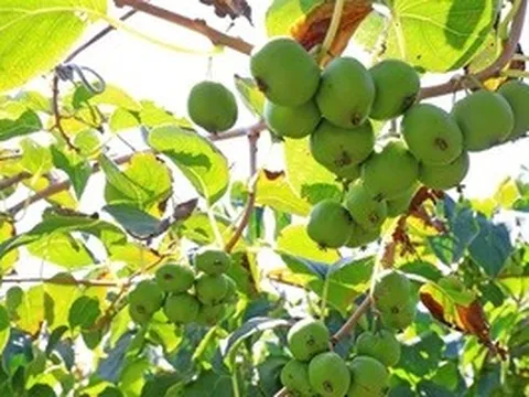 Loài cây dại ở châu Á có thể là khắc tinh của ung thư phổi