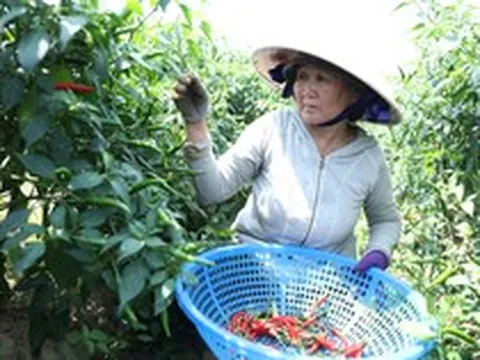 Giá ớt rớt thê thảm, nông dân Quảng Ngãi điêu đứng