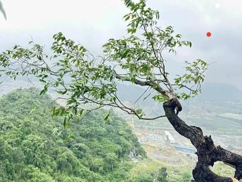 Loài cây khiến cơ quan chức năng phải vào cuộc