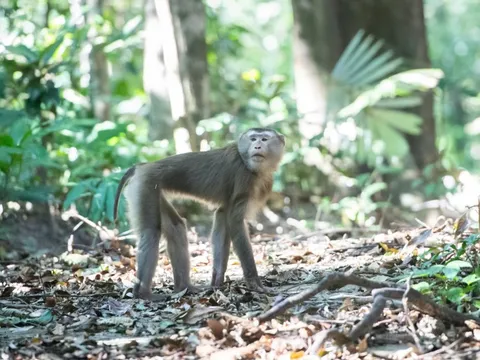 Ở nơi có nhiều loài cây trong Sách Đỏ và dễ gặp động vật quý hiếm