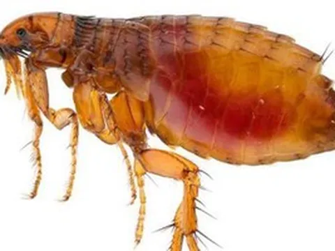Sẩn ngứa do bọ chét gia tăng, nhiều ca có nuôi chó mèo