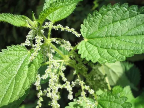 Loài cây dại là một kho báu dược liệu, bổ ngang nhân sâm, tổ yến