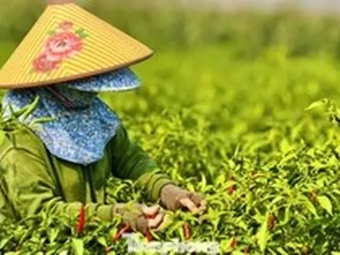 Ớt được mùa, vì sao nông dân trắng tay?