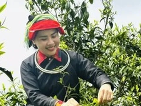 Lên Tây Côn Lĩnh thưởng trà Shan tuyết cổ thụ