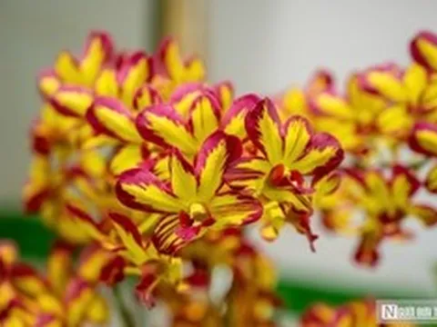 Ngắm phong lan khoe sắc trong khu vườn dành riêng cho vua Triều Nguyễn