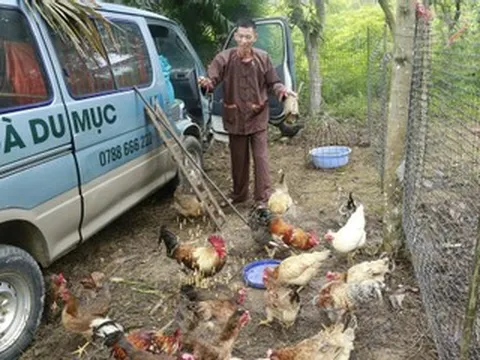 Người đàn ông mang gà chín cựa về Lễ hội Đền Hùng, tiết lộ điều đặc biệt