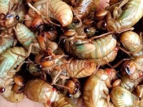 Ăn 2 con ve sầu, nam sinh sốc phản vệ phải cấp cứu lúc nửa đêm