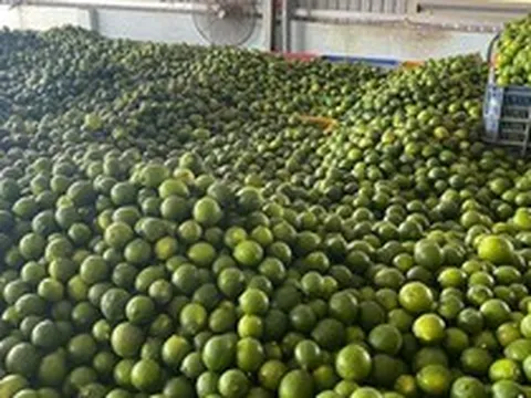 Khách Hàn 'sốc' với một loại quả bán đầy chợ Việt chỉ vì: "Ở Hàn là 200.000 đồng 1 cân"