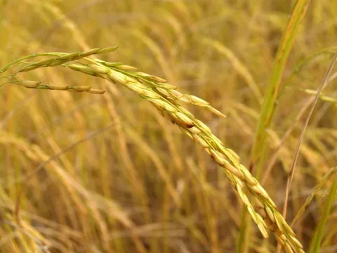 'Lúa chín không cúi đầu' gây tranh cãi do đâu?