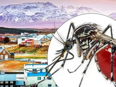 Vì sao Iceland không có con muỗi nào?