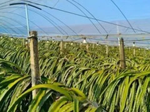 Không phải sầu riêng, Trung Quốc than khó với loại trái cây Việt Nam đang sản xuất đứng đầu thế giới: Giá chạm đáy 18.000 đồng/kg