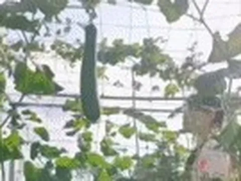 9X Quảng Ninh ‘cõng’ đất, biến sân thượng thành vườn xanh tươi, trĩu quả