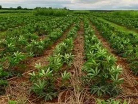 Mỏ 'vàng trắng dưới lòng đất' của Việt Nam vừa đón tin cực vui từ Hàn Quốc