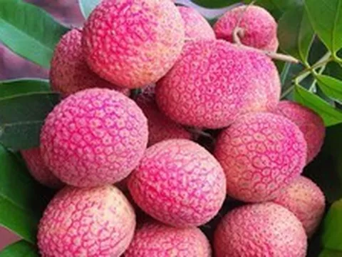 Loại vải to như quả trứng gà, giá 400.000 đồng/kg vẫn không có hàng để ăn tại Thanh Hà