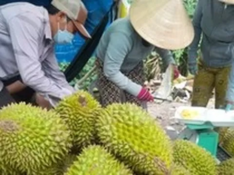 Sốt ruột vì giá sầu riêng chưa thoát đáy
