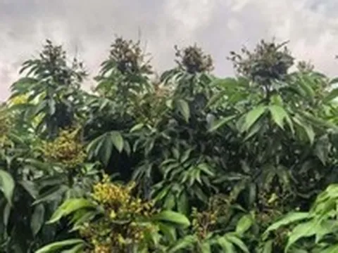 Sau sầu riêng, Trung Quốc tiếp tục trồng loại quả Việt Nam đang vào mùa: Thu về gần 1 tỷ đồng mỗi ha, tự tin ‘chắc chắn sẽ bán được giá cao’