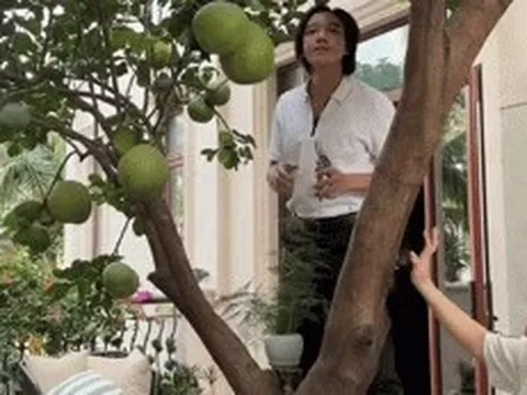Việt Hương thu hoạch bưởi trong biệt thự 300 tỷ đồng, Trấn Thành đi mát xa
