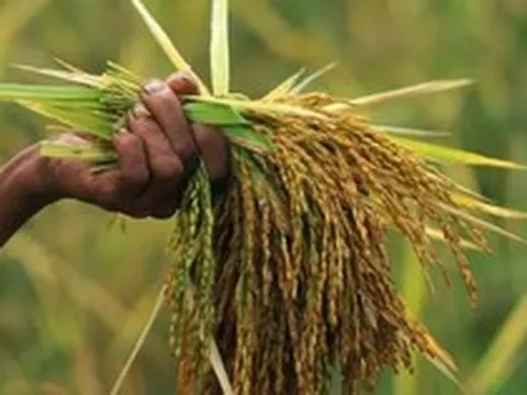 Vừa tuyên bố sẽ tự túc lương thực, một khách ruột của Việt Nam chuẩn bị trở thành 'trùm' xuất khẩu: Hàng chục nghìn tấn giao thành công sang Trung Đông