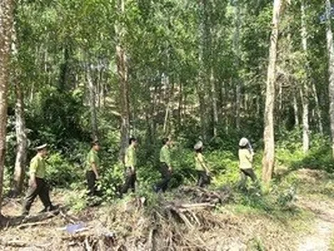 Gia Lai “gom” 29 ban quản lý rừng phòng hộ về một đầu mối