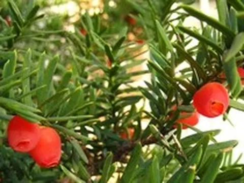 Phát hiện "báu vật đỏ" ở Lâm Đồng, chứa hoạt chất đắt đỏ hàng trăm nghìn USD/kg