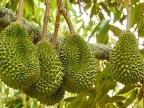 Tránh Việt Nam và Thái Lan, một đối thủ sầu riêng chọn lối đi riêng: Không chạy theo sản lượng, tập trung bán phân khúc cao cấp tại Trung Quốc