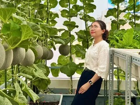 Mẹ đảm TPHCM biến sân thượng 30m2 thành vườn dưa lưới sai trĩu quả