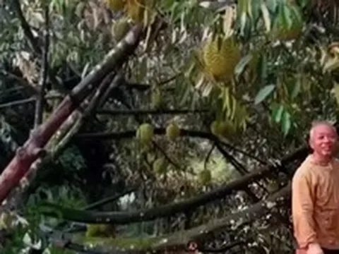 Lốc xoáy kèm mưa lớn làm rụng hơn 50 tấn sầu riêng ở Lâm Đồng