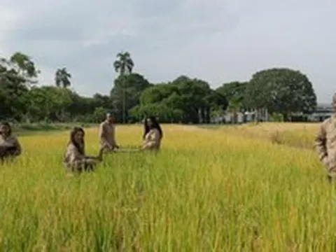 Một quốc gia châu Á mang công nghệ lúa gạo đến châu Phi, 10 năm sau thu kết quả bất ngờ