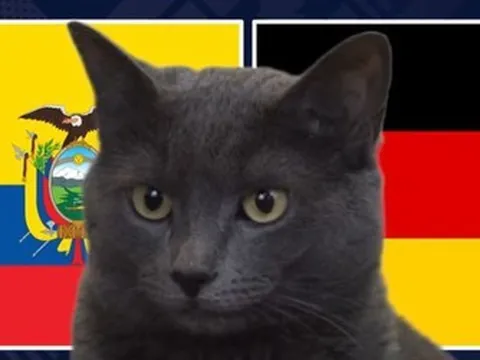 Mèo "tiên tri" dự đoán kết quả trận Ecuador vs Đức: Liệu có bất ngờ?