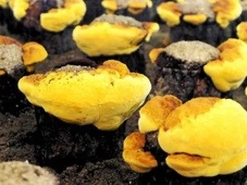 Loại nấm đắt đỏ bậc nhất thế giới, ngăn ngừa khối u phát triển: Việt Nam nuôi cấy thành công