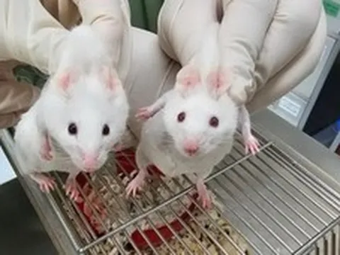 Đảo lộn thuyết tiến hóa: Chèn gen sinh vật đơn bào tỷ năm tuổi, chuột biến đổi kinh ngạc