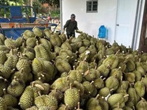 Giá sầu riêng lao dốc, điểm nghẽn không chỉ nằm ở thị trường