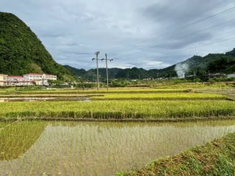 Hơn 40 tuổi, tôi vẫn được mùa hè tuổi thơ vỗ về