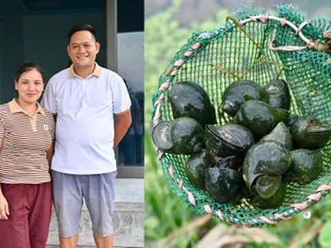Vợ chồng 9X người Tày ở Tuyên Quang thoát nghèo nhờ nuôi ốc nhồi