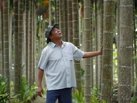 Bỏ bưởi trồng cau, người đàn ông miền Tây thu hơn 1 tỷ đồng mỗi năm