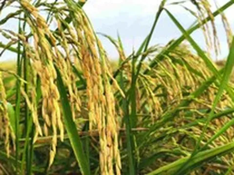 Một khách hàng của gạo Việt ra thông báo ngừng nhập khẩu