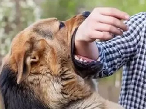 Phát bệnh dại sau một năm bị chó nhà cắn