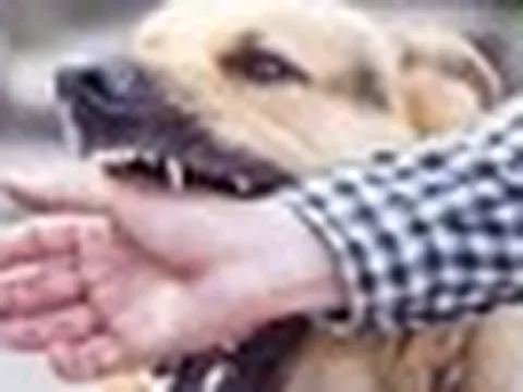 Một con chó dại cắn liên tiếp 12 người, nhiều nạn nhân không đi tiêm phòng