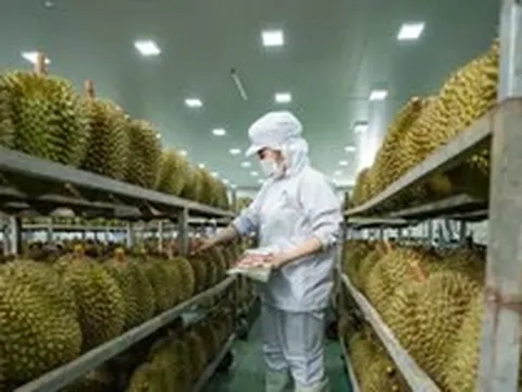 Lý do sầu riêng càng ngày càng rẻ