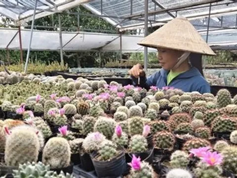 Bỏ việc lương ổn định, 9X về quê trồng xương rồng, thu 300 triệu đồng/năm