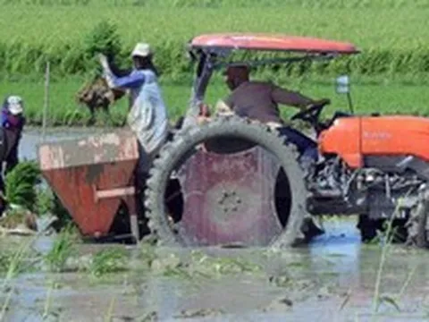 Việt Nam mang sang một thứ chưa từng có, Cuba hồi sinh những cánh đồng từng tuyệt vọng, lúa cao gần 1,8m