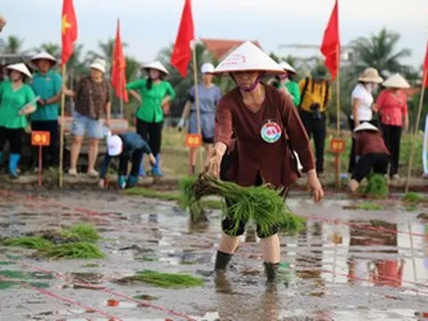 Xem nông dân đảo Hà Nam thi cấy vụ mùa mới
