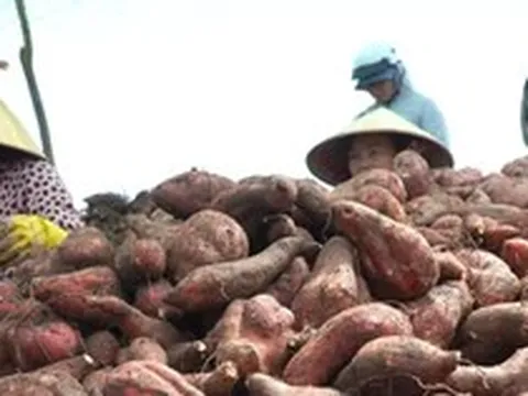 Giá khoai lang lao dốc, nông dân 'đứng ngồi không yên'