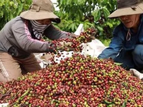 Cà phê lên gần 98.000 đồng/kg