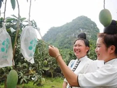 Hạn hán khiến xoài Sơn La giảm sản lượng, người trồng vẫn lãi lớn nhờ làm đúng một việc