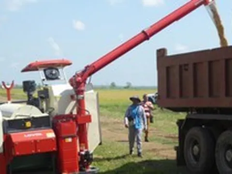 Giống lúa Việt Nam 'gây sốt' ở Cuba: Năng suất đạt 7 tấn/ha, cao gấp hơn 3 lần mức trung bình cả nước
