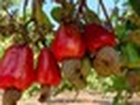 Campuchia quyết tâm làm giàu từ loại ‘sản vật’ Việt Nam đang dẫn đầu thế giới: Vừa thu về hơn 1,4 tỷ USD, diện tích trồng hơn 500.000 ha