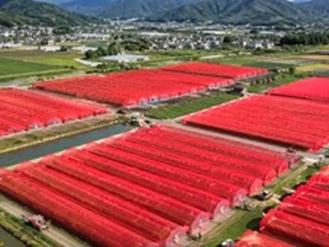 Nông dân Nhật Bản tạo phát minh không tưởng, "dậy sóng" nền nông nghiệp: Bí mật nằm trong tấm lưới màu đỏ