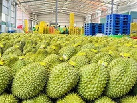 Giá một mặt hàng xuất khẩu chủ lực của Việt Nam lao dốc giữa lúc Trung Quốc tăng mua, điều gì xảy ra?