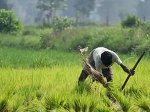 Nhà cung cấp gạo cho 140 quốc gia đón sóng gió, hơn nửa triệu tấn mắc kẹt tại các cảng